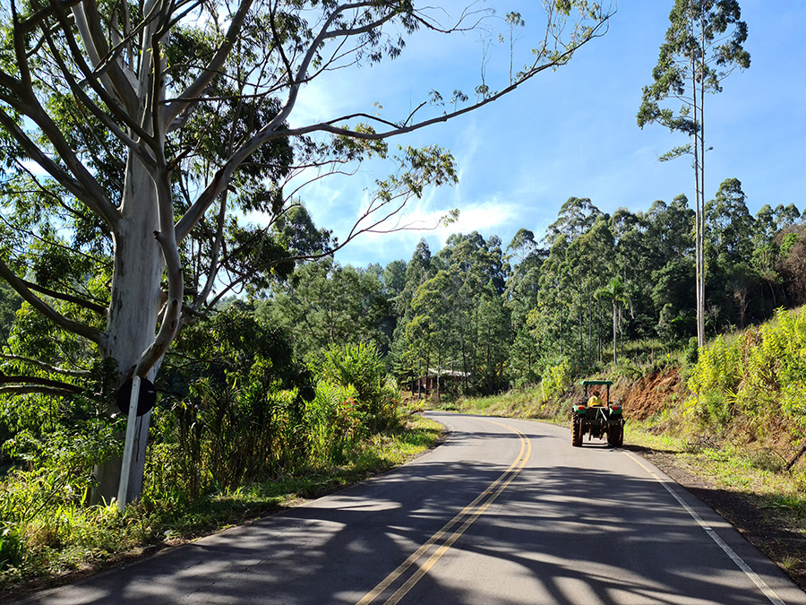 Caminho dos Pinheiros e das Acácias